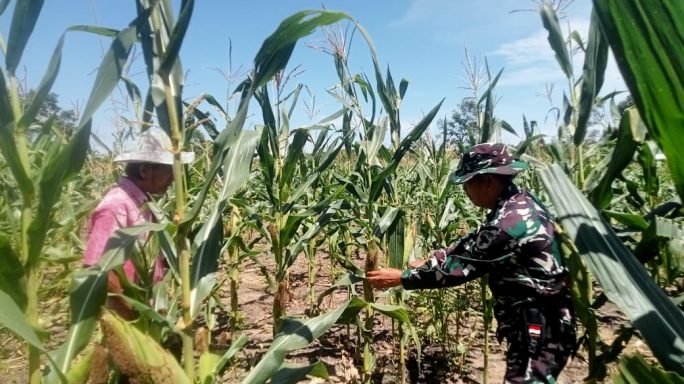 Babinsa Bantu Petani Rawat Tanaman Jagung Manis Di Desa Binaan
