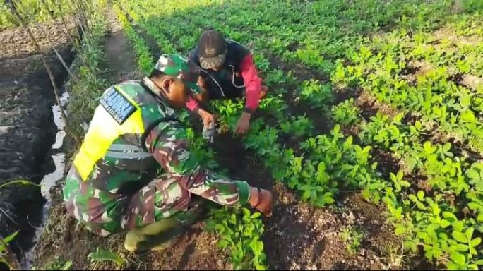 Babinsa Bantu Petani Bersihkan Gulma Di Lahan Kacang Tanah