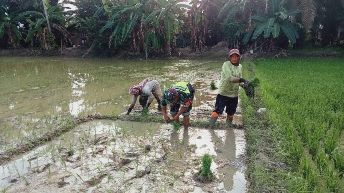 Babinsa Tanjung Lipat 1 Bantu Petani Desa Wanga Tanam Padi Dukung Ketahanan Pangan