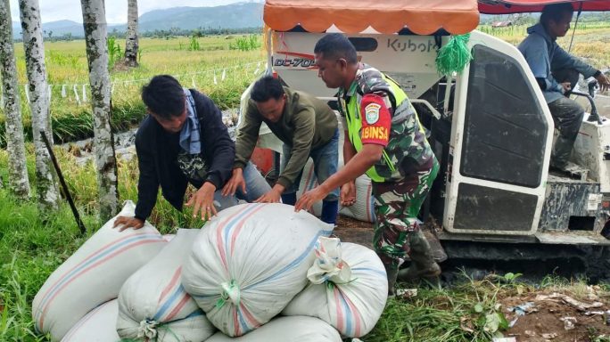 Babinsa Terjun Sawah Laksanakan Pendampingan Kepada Petani Saat Panen Padi