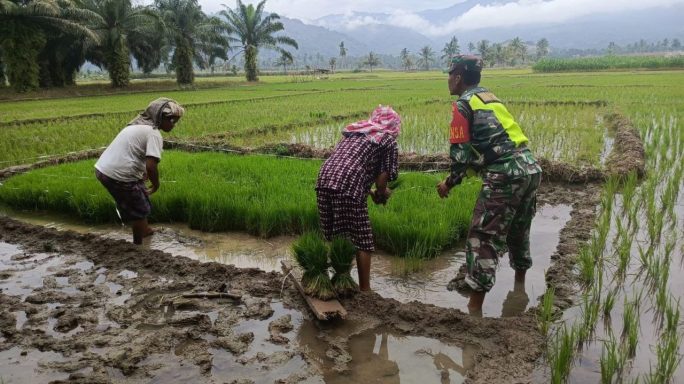 Wujudkan Swasembada Pangan Babinsa Bantu Petani Cabut Bibit Padi