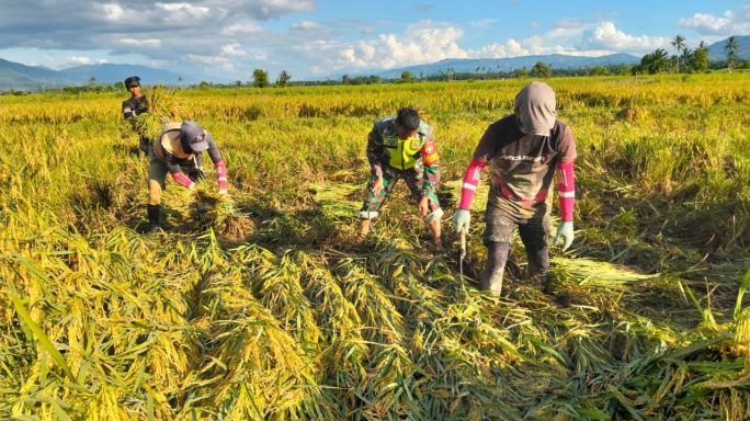 Wujud Nyata Pendampingan Babinsa Bantu Petani Panen Padi Di Desa Binaan