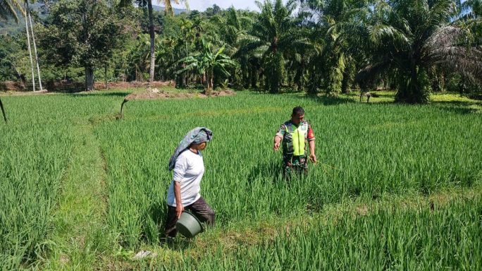 Agar Tanaman Menjadi Subur Babinsa Dampingi Petani Pupuk Padi