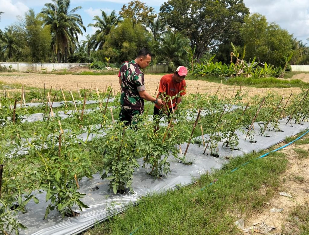 Sebagai Wujud Kepedulian, Babinsa Bantu Petani Merawat Tanaman Cabe