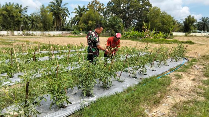 Sebagai Wujud Kepedulian, Babinsa Bantu Petani Merawat Tanaman Cabe